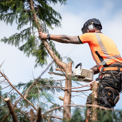 Arborist