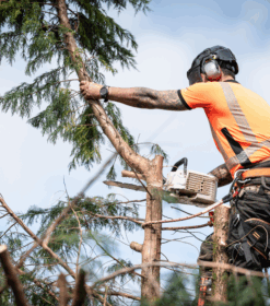 Arborist
